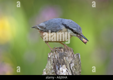 Eurasische Kleiber (Sitta Europaea), mit Mutter in der Rechnung, Deutschland, Nordrhein-Westfalen, Bielefeld Stockfoto