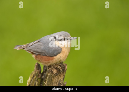 Eurasische Kleiber (Sitta Europaea), sitzen, Deutschland, Nordrhein-Westfalen, Bielefeld Stockfoto