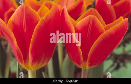 Tulipa "Liebeslied" (Tulip) Division 12 zwölf Kaufmanniana Gruppe. Nahaufnahme von zwei gelb umrandete rote Tulpen. Stockfoto