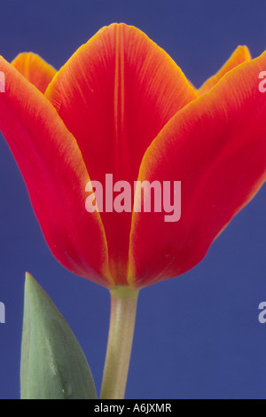 Tulipa "Liebeslied" (Tulip) Division 12 zwölf Kaufmanniana Gruppe. Nahaufnahme von gelb umrandete rote Tulpe auf blauem Hintergrund. Stockfoto