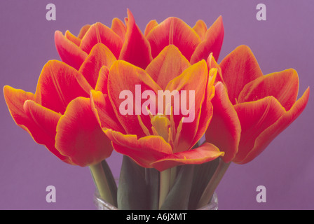 Tulipa "Liebeslied" (Tulip) Division 12 zwölf Kaufmanniana Gruppe. Nahaufnahme von gelb umrandete rote Tulpen in Vase. Stockfoto