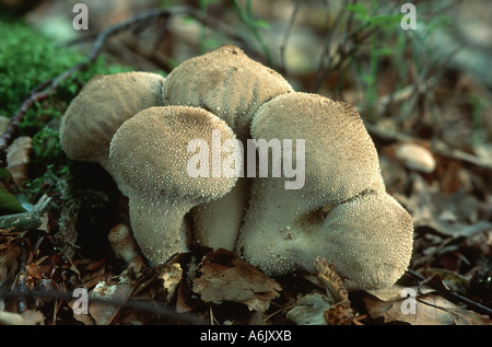 gemeinsamen Puffball (Lycoperdon Perlatum), Reife Fruchtkörper auf Totholz Stockfoto