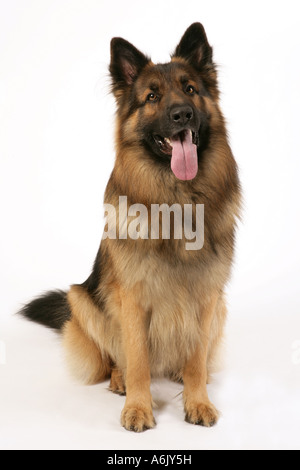Langhaariger Deutscher Schäferhund Stockfoto