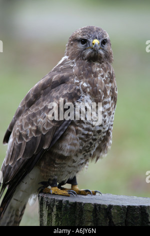 Mäusebussard - Buteo buteo Stockfoto