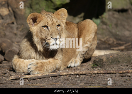 junger Löwe - Panthera leo Stockfoto