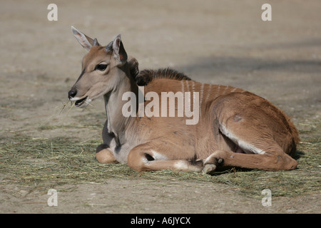 Gemeinsame Eland Baby - Tragelaphus Oryx Stockfoto