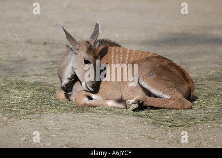 Gemeinsame Eland Baby - Tragelaphus Oryx Stockfoto