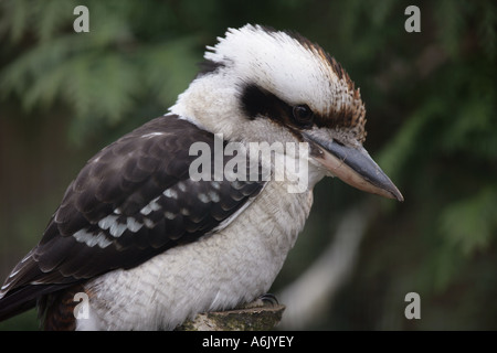 Lachende Kookaburra - Dacelo novaeguineae Stockfoto