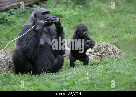 Östliche Tiefland-Gorilla-Mutter mit ihrem jungen - Gorilla gorilla Stockfoto