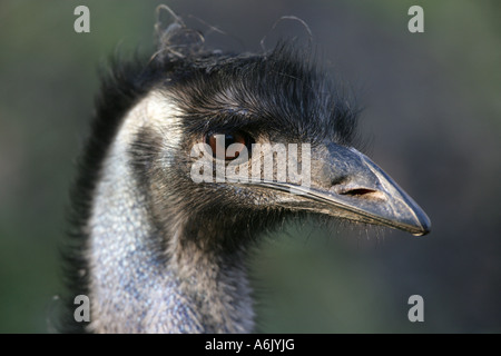 Leiter der WWU - Dromaius novaehollandiae Stockfoto