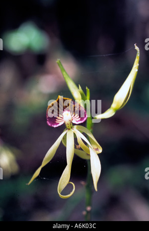 Schwarze Orchidee die nationale Blume von Belize Stockfoto