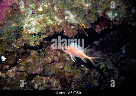 Tropische Fische am Riff vor der Küste von Belize Stockfoto
