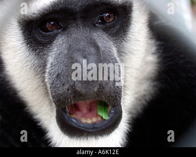 Nahaufnahme eines Colobus-Affen kauen Grün der Colobus hat einen Multi gekammert Magen wie eine Kuh Stockfoto