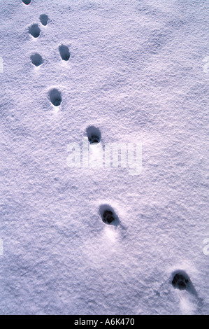 Pfotenabdrücke im Schnee Stockfoto