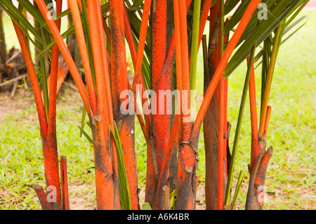 Lippenstift Palm Siegellack Palm Cyrtostachys Renda rot ergeben sich tropische asiatische Pflanze Stockfoto