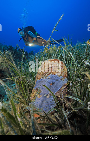 Pinna Nobilis, edle Steckmuschel im Seegras mit Scuba Diver, Mittelmeer Stockfoto