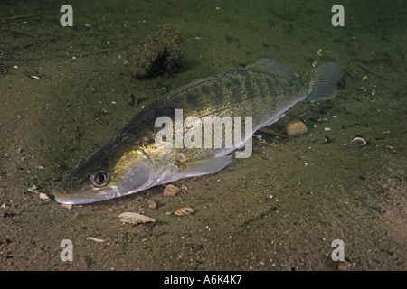 ruhenden Zander Zander Stizostedion lucioperca Stockfoto