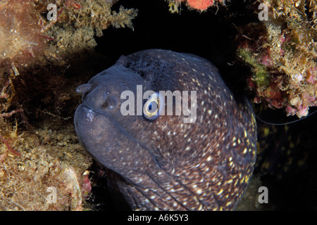 Mediterrane Moray, Muraena Helena, Elba Italien Mittelmeer Stockfoto