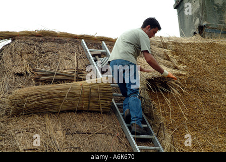 Thatcher arbeiten mit Reed auf einer Hütte Dach Hampshire Southern England UK Stockfoto