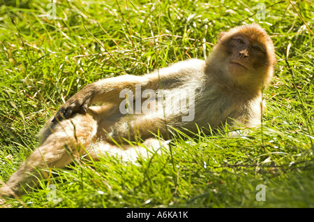 Berberaffe Stockfoto