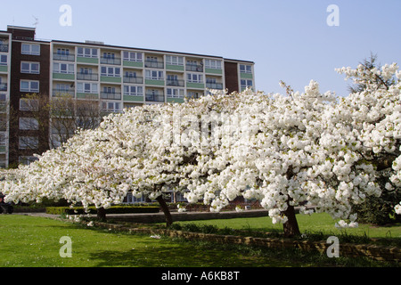 Bäume in Blüte in Gravesend am Flussufer Freizeitbereich, Kent, UK Stockfoto