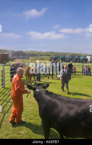 dh jährlichen Vieh zeigen SHAPINSAY ORKNEY Richter urteilen Mutterkühe auf landwirtschaftliche Messe Stockfoto