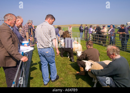 dh jährliche zeigen SHAPINSAY ORKNEY Richter urteilen beste Paar der Lämmer auf landwirtschaftliche Messe Stockfoto