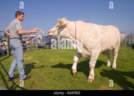 dh Kuh jährlichen Vieh zeigen SHAPINSAY ORKNEY Rindfleisch im Ring Charolais Rind auf landwirtschaftliche Messe Stockfoto