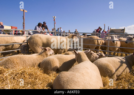 Dh County Show KIRKWALL ORKNEY Charollais gimmer Lamm, Schaf in der Viehzucht pen zeigen Boden Landwirtschaft Stockfoto