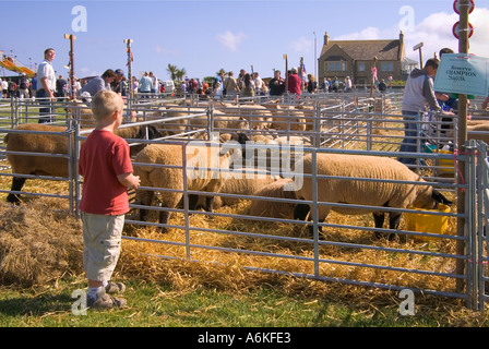 dh County Show KIRKWALL ORKNEY Boy beobachten Suffolk Gimmer Schaf Schafe in Vieh Stift Turnierplatz Stockfoto