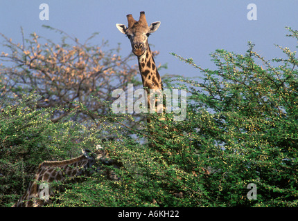 Die südlichen GIRAFFE Giraffa Giraffe hat hellere Flecken als ihre nördlichen relative SAVUTI MARSH BOTSWANA Stockfoto