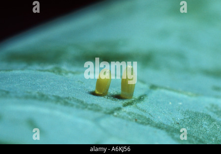 Kleine weiße Schmetterling Artogeia Rapae Eizellen oder Eiern auf Kohl UK Stockfoto