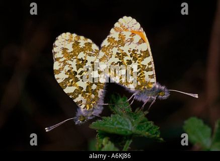 Orange Tipp Schmetterling Anthocharis Cardamines paar Schmetterlinge Paarung UK Stockfoto