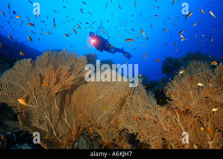 Taucher mit großen Gorgonien Stockfoto