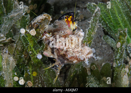 Juvenile Filament Devilfish unter Wasser Inimicus filamentosus Stockfoto