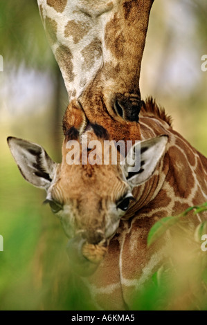 Rothschild Giraffe Giraffa Plancius Rothschildi neun Tage alten Baby Lake Nakuru Nationalpark Kenia Dist in Ostafrika Stockfoto