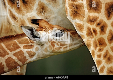 Rothschild Giraffe Giraffa Plancius Rothschildi neun Tage alten Baby Lake Nakuru Nationalpark Kenia Dist in Ostafrika Stockfoto