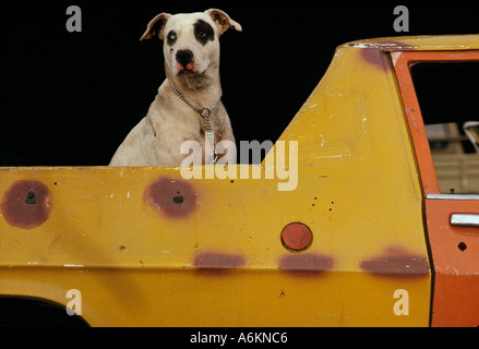 Gefleckte Hund hinter Ute, Australien Stockfoto