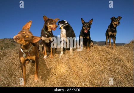 Arbeitshunde (Kelpies und Border Collie Kreuz) Australien Stockfoto