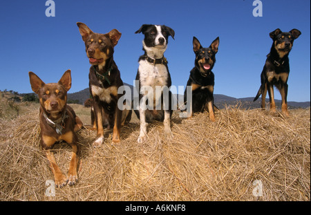 Arbeitshunde (Kelpies und Border Collie Kreuz), in der Nähe von Fingal, Tasmanien, Australien, Horizontal, Stockfoto