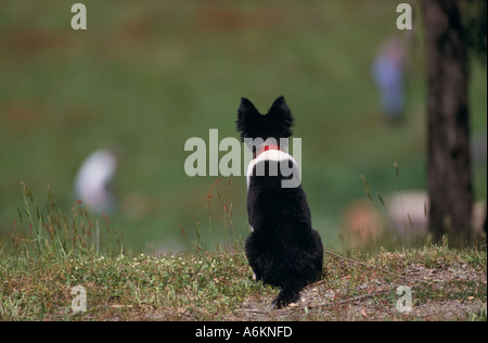 Border Collie Welpen, Australien Stockfoto