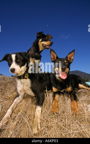 Arbeitshunde (Kelpies und Border Collie Kreuz), in der Nähe von Fingal, Tasmanien, Australien, vertikal, Stockfoto