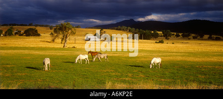 Pferde grasen, Sawmill, Australien Stockfoto