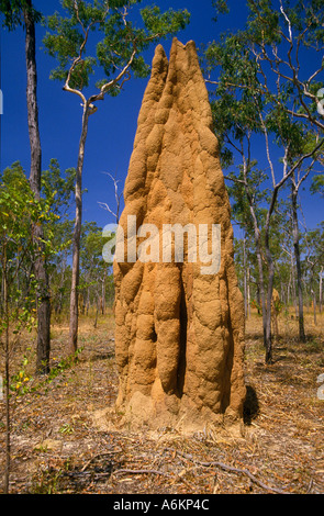 Riesige Termitenhügel in der Savanne, Grasland, Roper River Region, Northern Territory, Australien Stockfoto