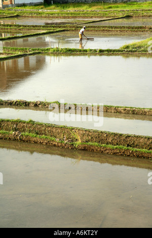 Frisch gepflanzt Reisfelder in Ubud, Bali, Indonesien Stockfoto