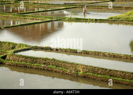 Frisch gepflanzt Reisfelder in Ubud, Bali, Indonesien Stockfoto