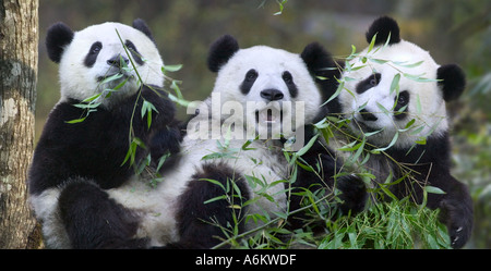 Drei Panda jungen Bambus zusammen Wolong China Essen Stockfoto