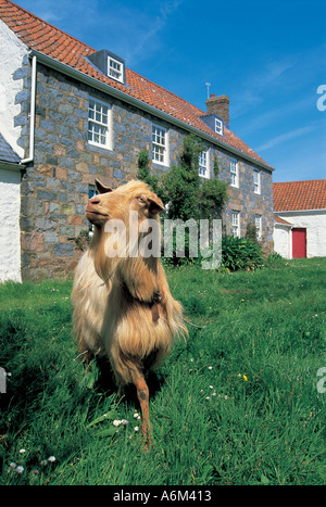 Eine goldene Guernsey-Ziege Stockfoto