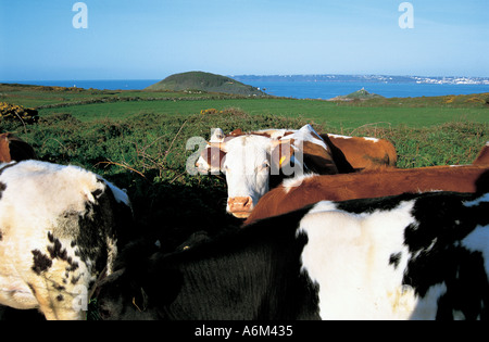 Rinder grasen auf Herm Stockfoto