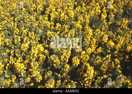 Ginster blühen Cornwall UK Stockfoto
